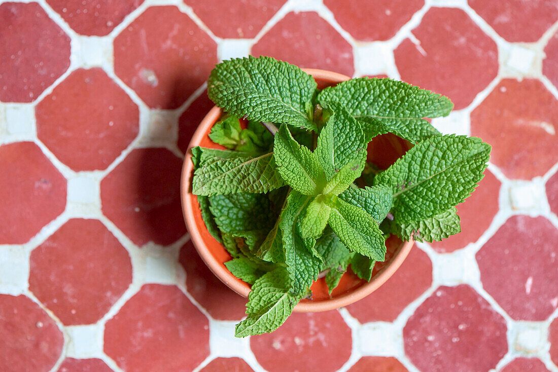 Fresh peppermint leaves in a bowl