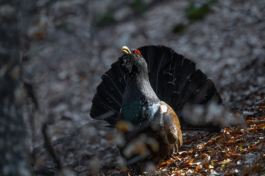 Western capercaillie,wood grouse (Tetrao urogallus). Trentino-Alto Adige, Italy