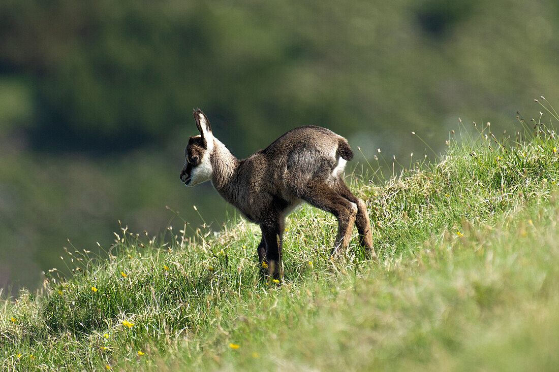 Gämse Rupicapra rupicapra. Trentino-Südtirol, Südtirol, Italien