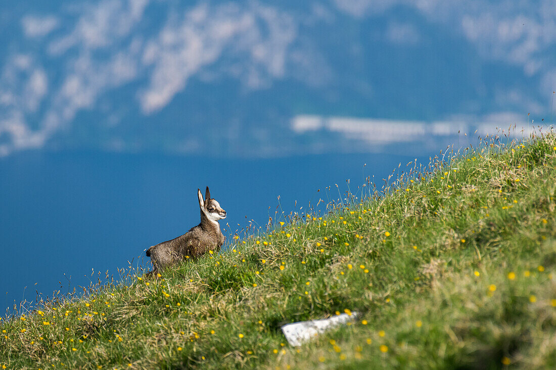 Gämse Rupicapra rupicapra. Trentino-Südtirol, Italien