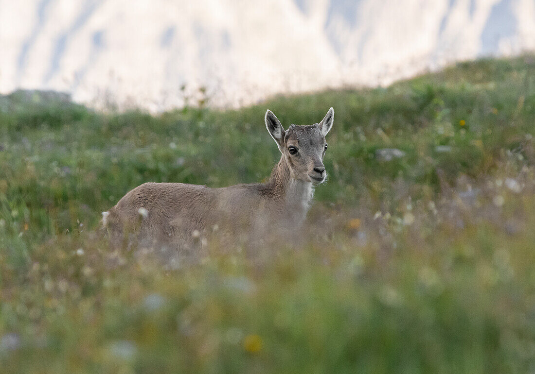 Park Orobie Valtellina, Lombardei, Italien. Steinbock Capra