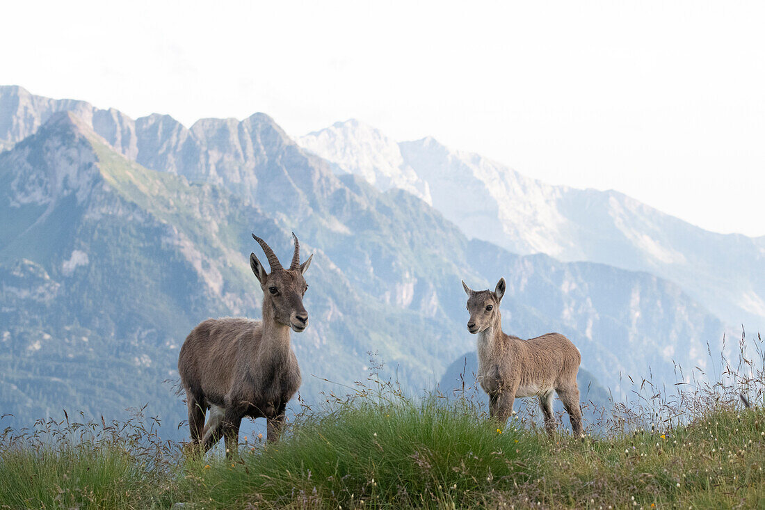 Park Orobie Valtellina,Lombardy,Italy. Capra ibex