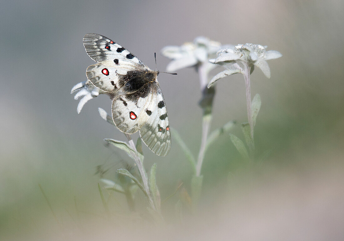 Stelvio National Park, Lombardy, Italy. Leontopodium alpinum. Parnassius apollo.