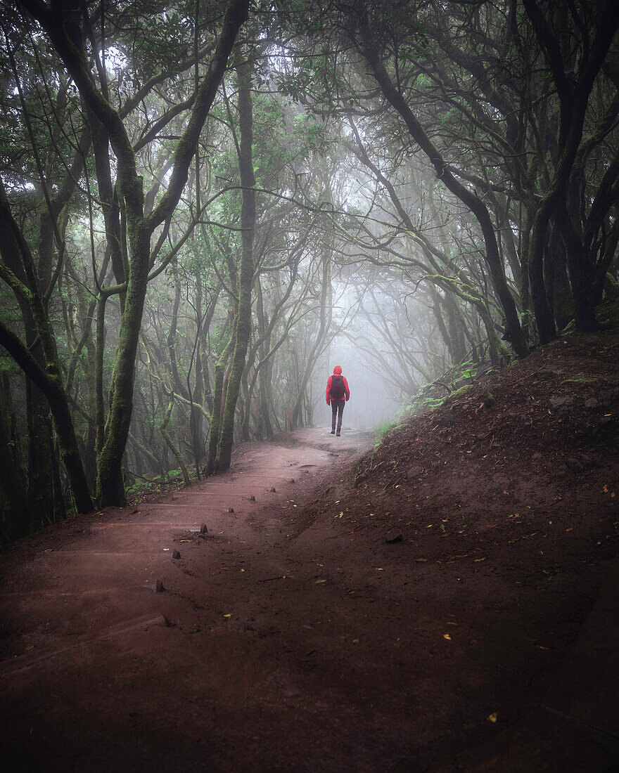 Anaga Rural Park, Spanien, Kanarische Inseln, Teneriffa, Wanderer verirrt sich im Wald (MR)