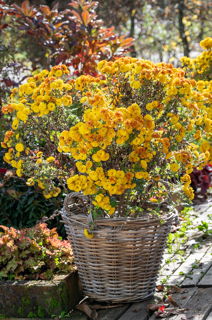 Autumn chrysanthemum in a wicker basket