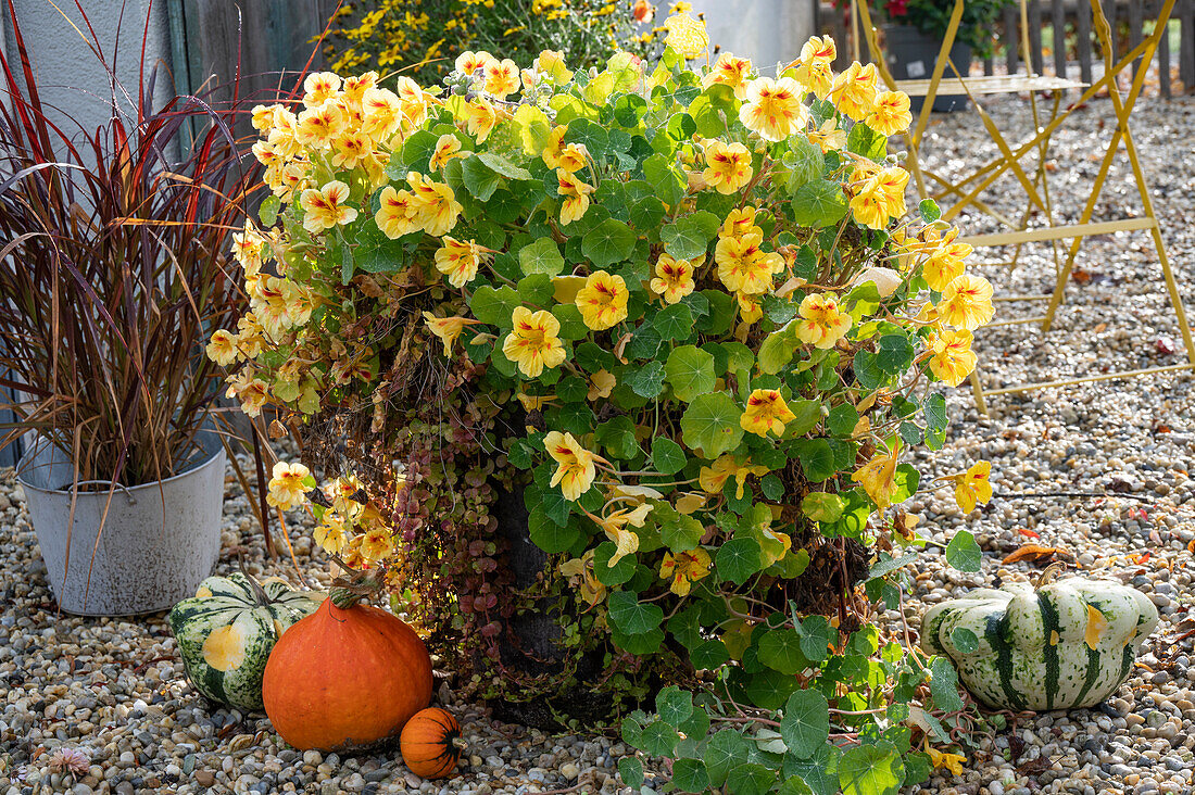 Flowering nasturtium in the autumnally decorated garden
