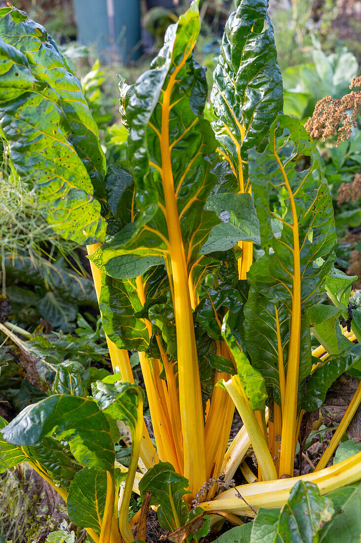 Yellow-stemmed leaf chard (Beta Vulgaris) 'Bright Lights' in the garden bed