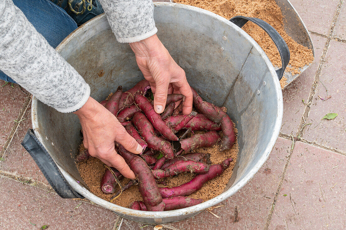 Wrap the sweet potato in sand for the winter