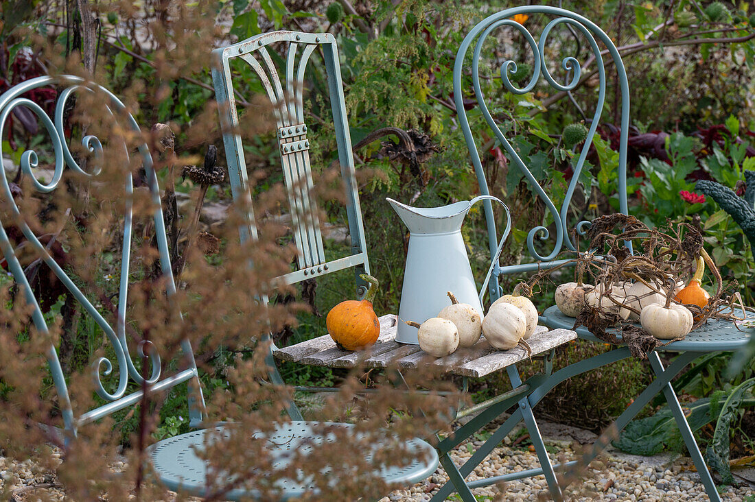 Autumn still life, ornamental pumpkins on garden chairs and water jug