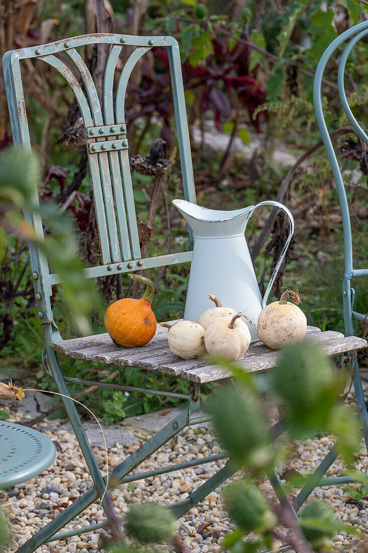 Herbststillleben, Zierkürbis auf Gartenstuhl und Wasserkrug