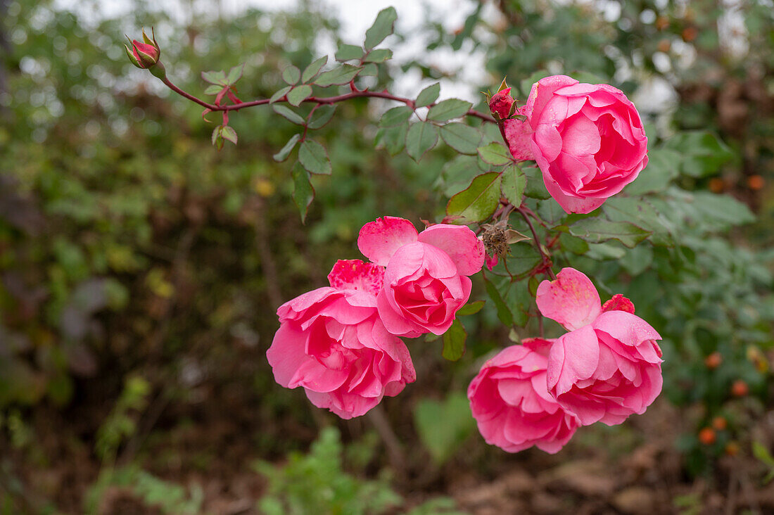 Rose bush 'Centenaire de Lourdes' (Rosa) in an autumn garden