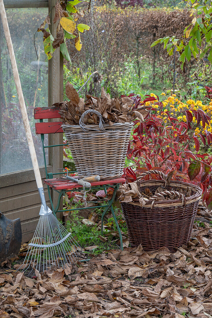 Gardening, raking autumn leaves, leaf baskets and rakes