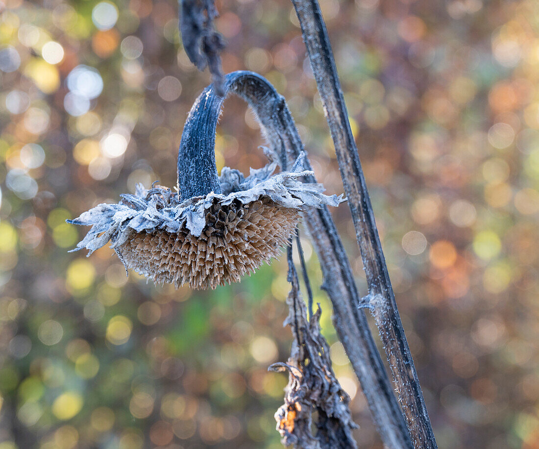 Withered sunflower (Helianthus Annuus) in autumn with hoarfrost