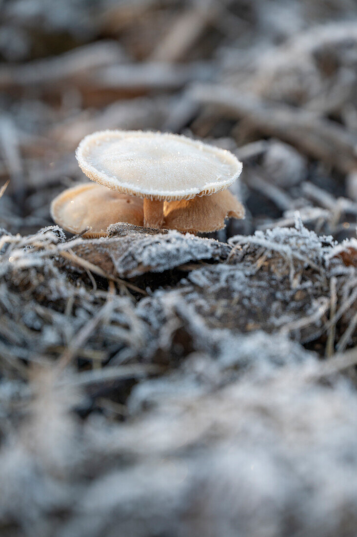 Mushroom with hoarfrost