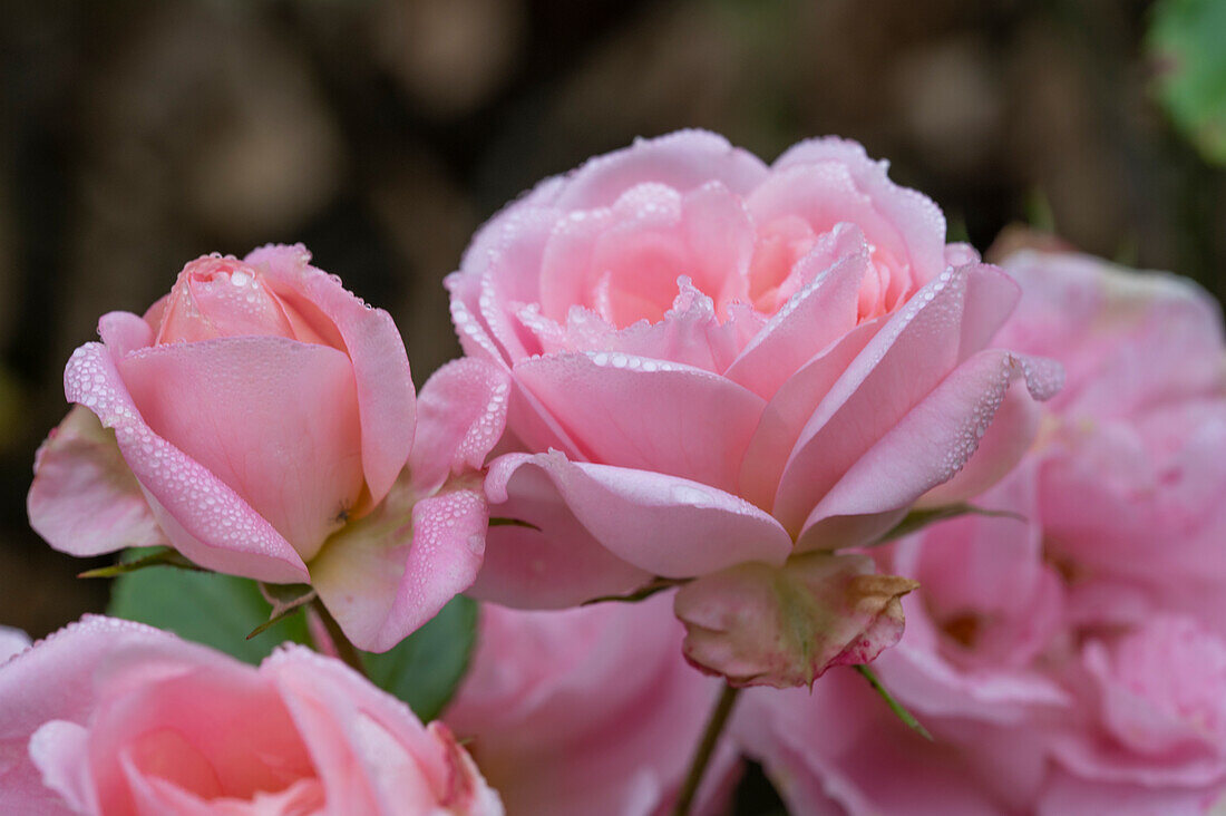 Englische Rose 'Sharifa Asma' (Rosa) im Blumenbeet in herbstlichem Garten