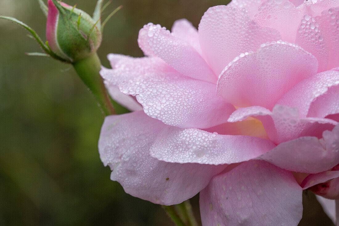 Englische Rose 'Sharifa Asma' (Rosa) in herbstlichem Garten