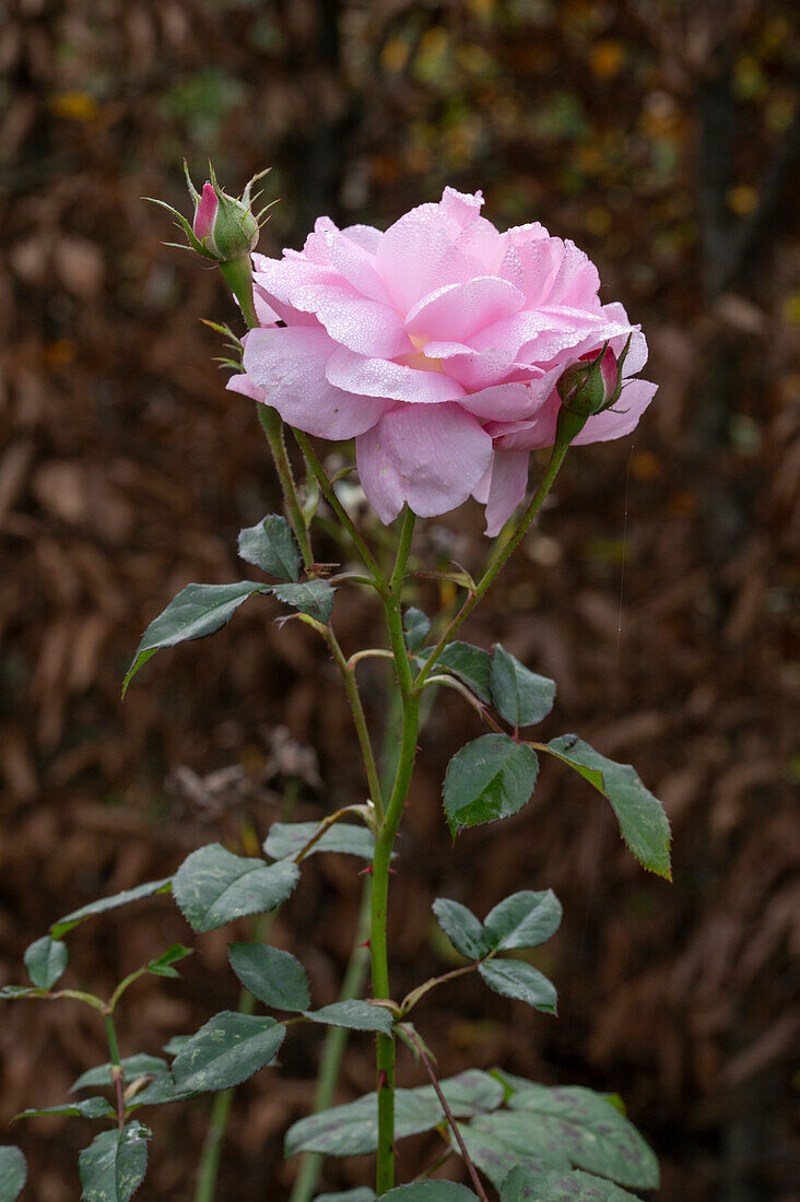 English rose 'Sharifa Asma' (pink) in flower bed in autumn garden