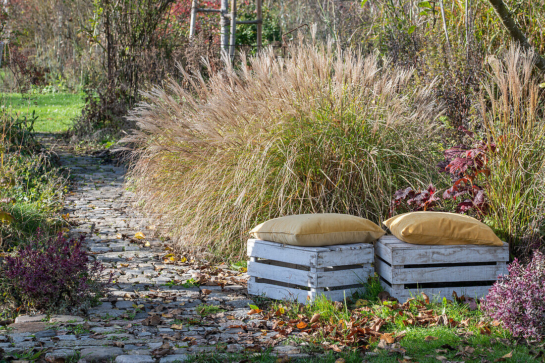 Chinaschilf 'Kleine Silberspinne' (Miscanthus sinensis) im herbstlichen Garten