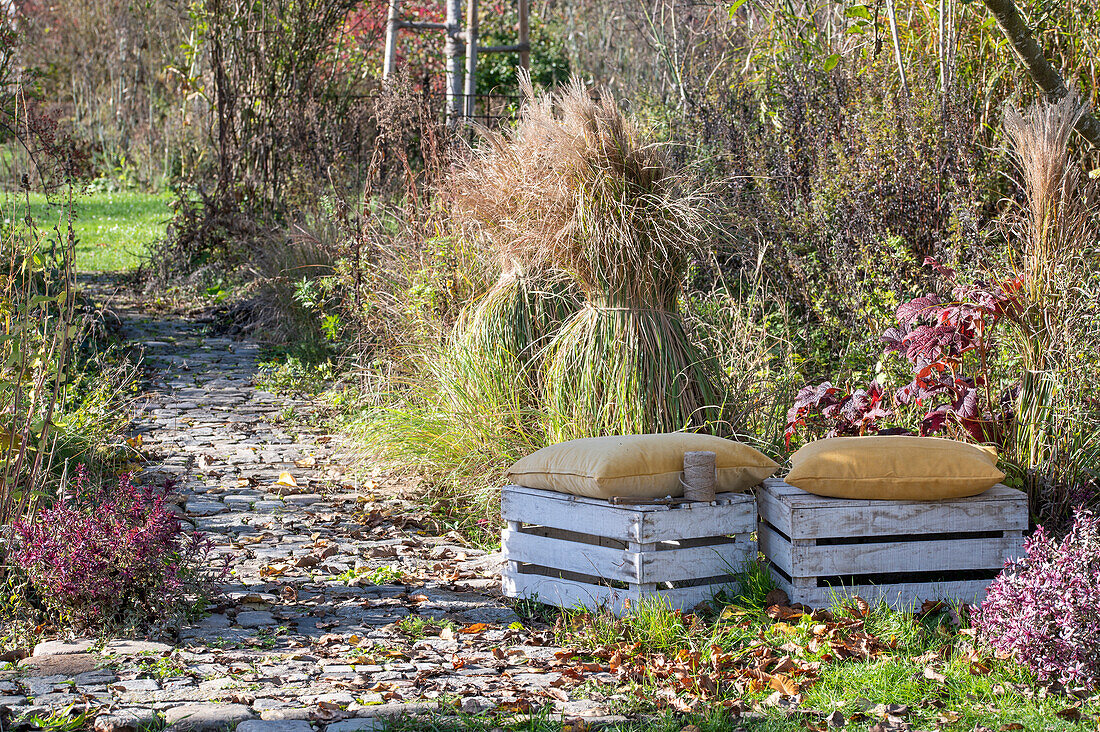 Zusammengebundenes Chinaschilf 'Kleine Silberspinne' (Miscanthus sinensis) vor dem Winter zur Vermeidung von Tonsurbildung