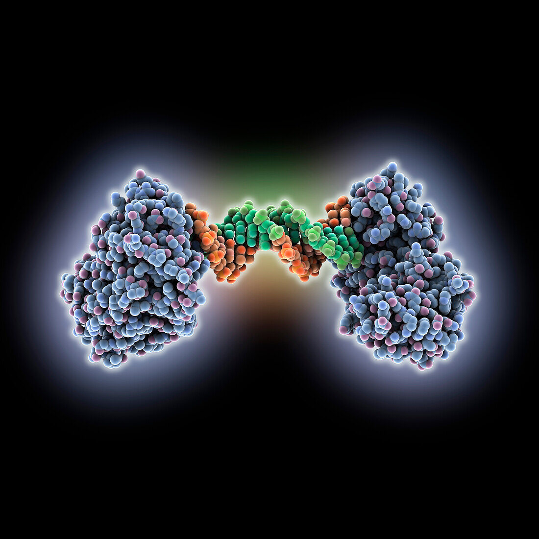 Reverse transcriptase complexed with DNA, molecular model