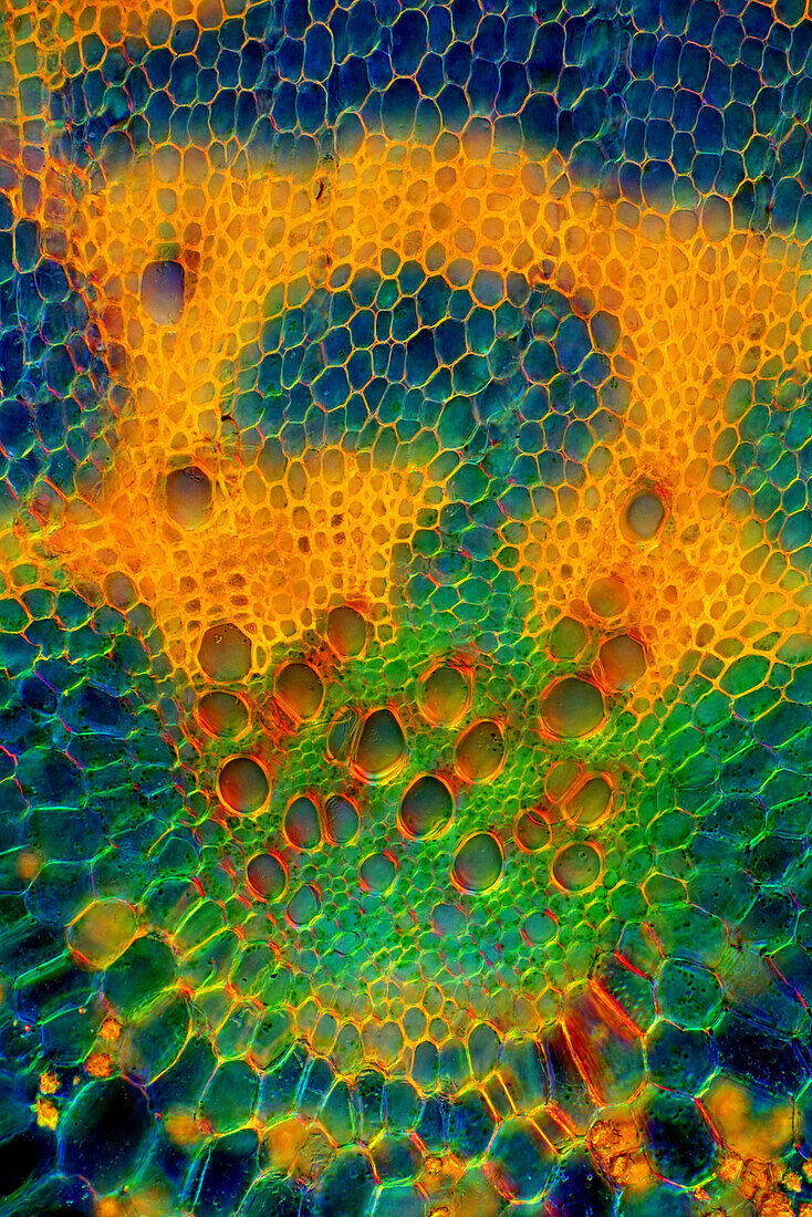 Nettle stalk, light micrograph