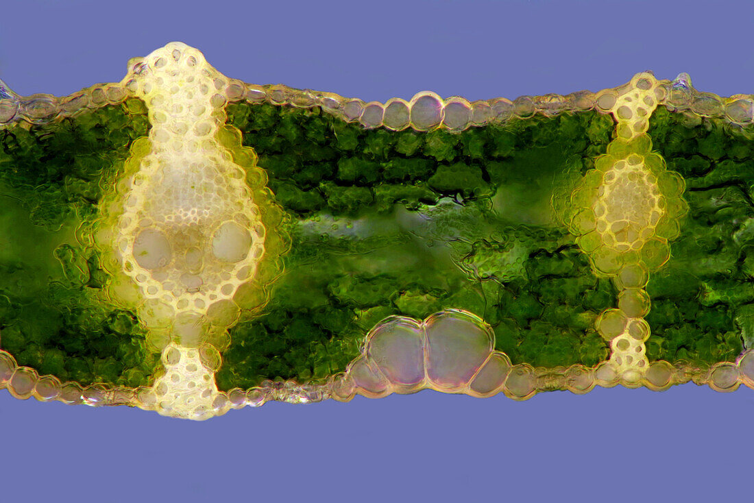 Reed leaf, light micrograph