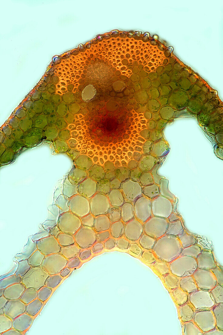 Sedge stalk, light micrograph