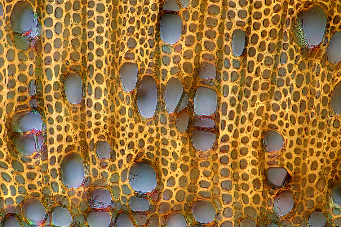 Evening primrose stalk, light micrograph