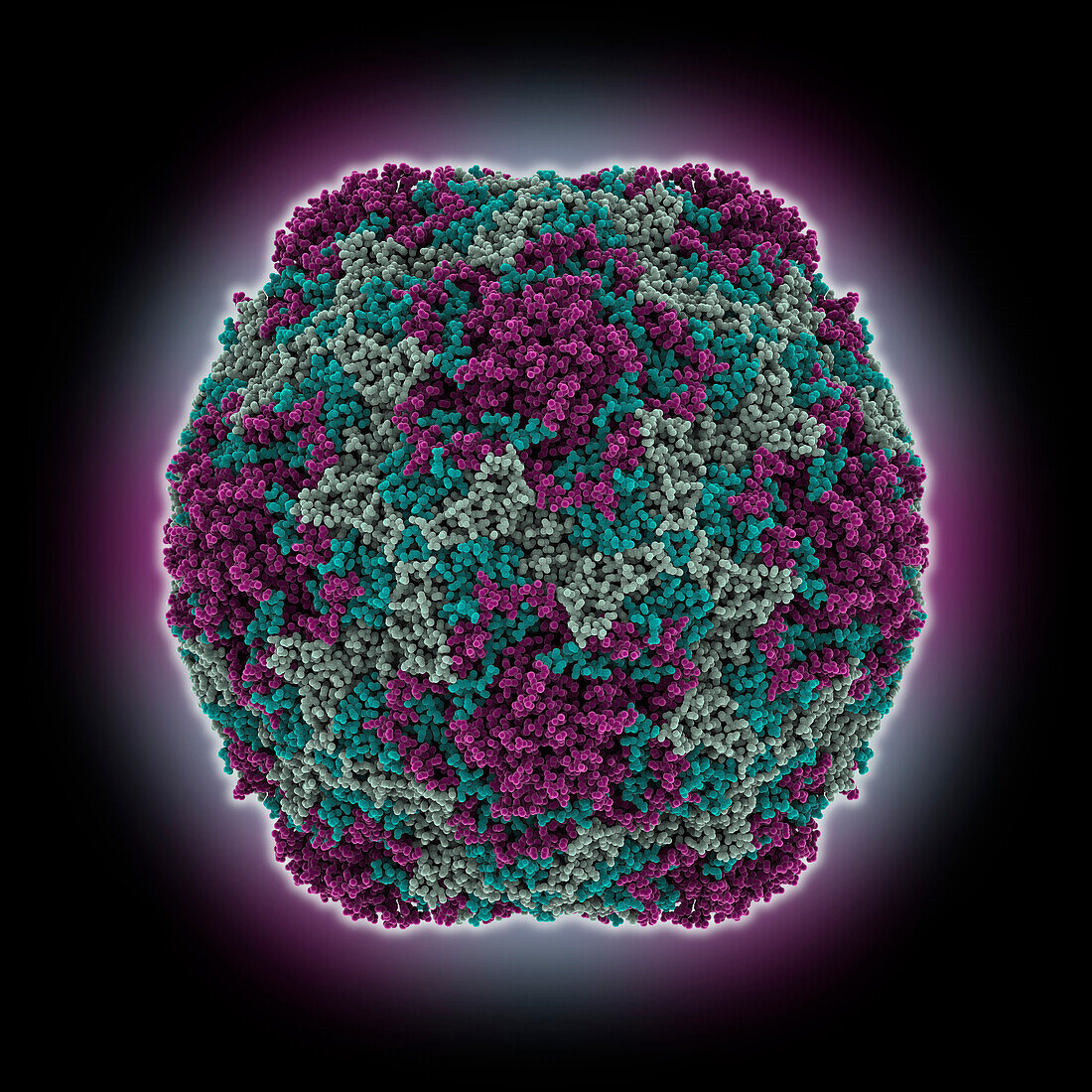 Human enterovirus D68 capsid, molecular model