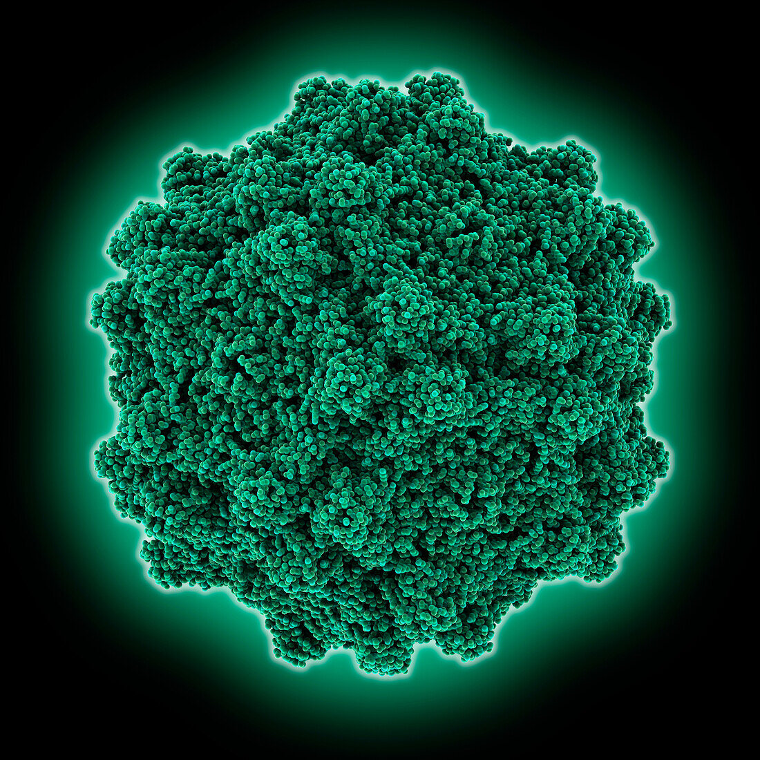 Adeno-associated virus serotype 4 capsid, molecular model