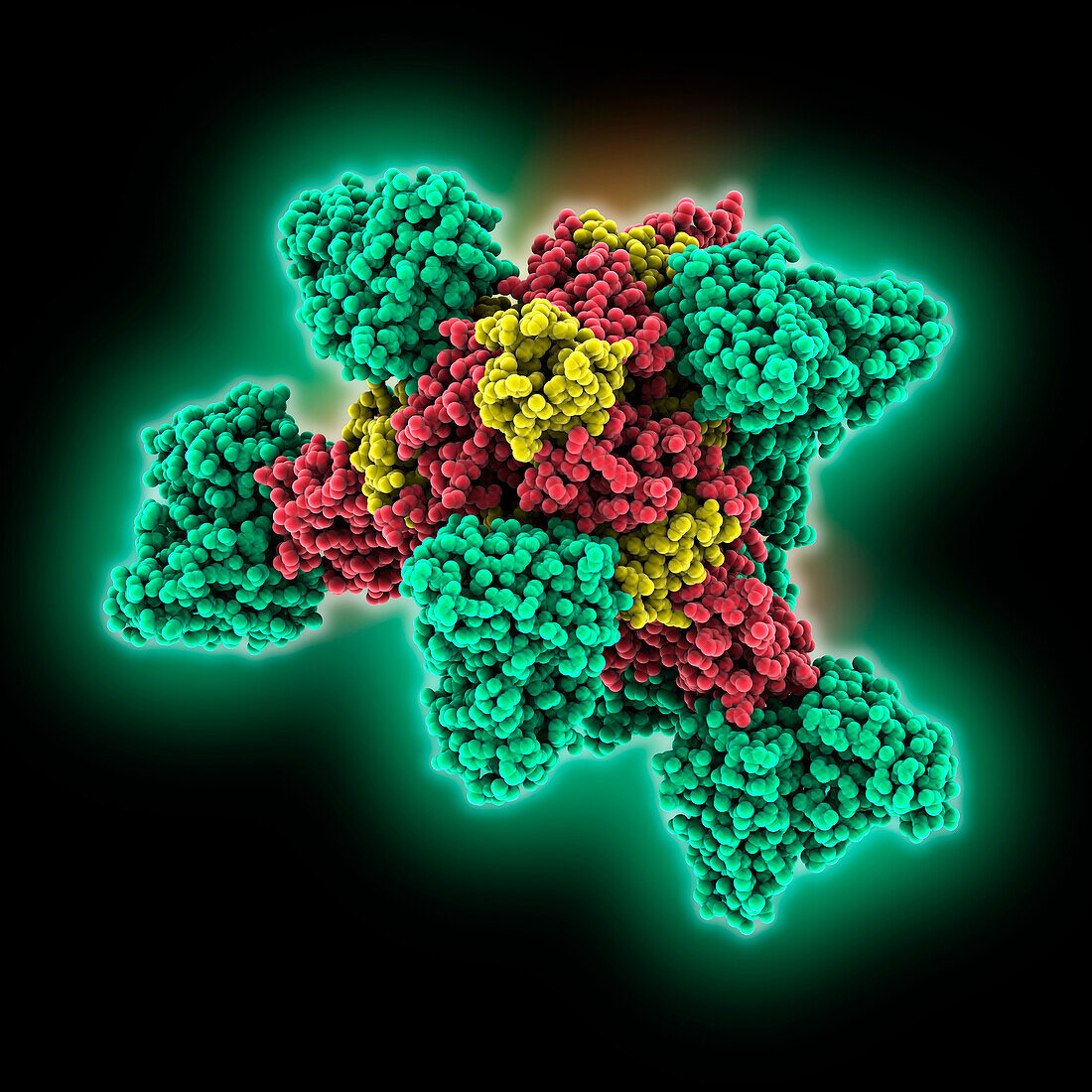 Ebola virus complexed with Inmazeb, molecular model