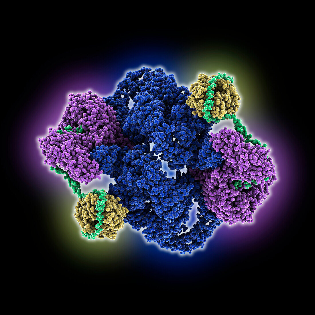 Apo structure of human mTORC2 complex, molecular model