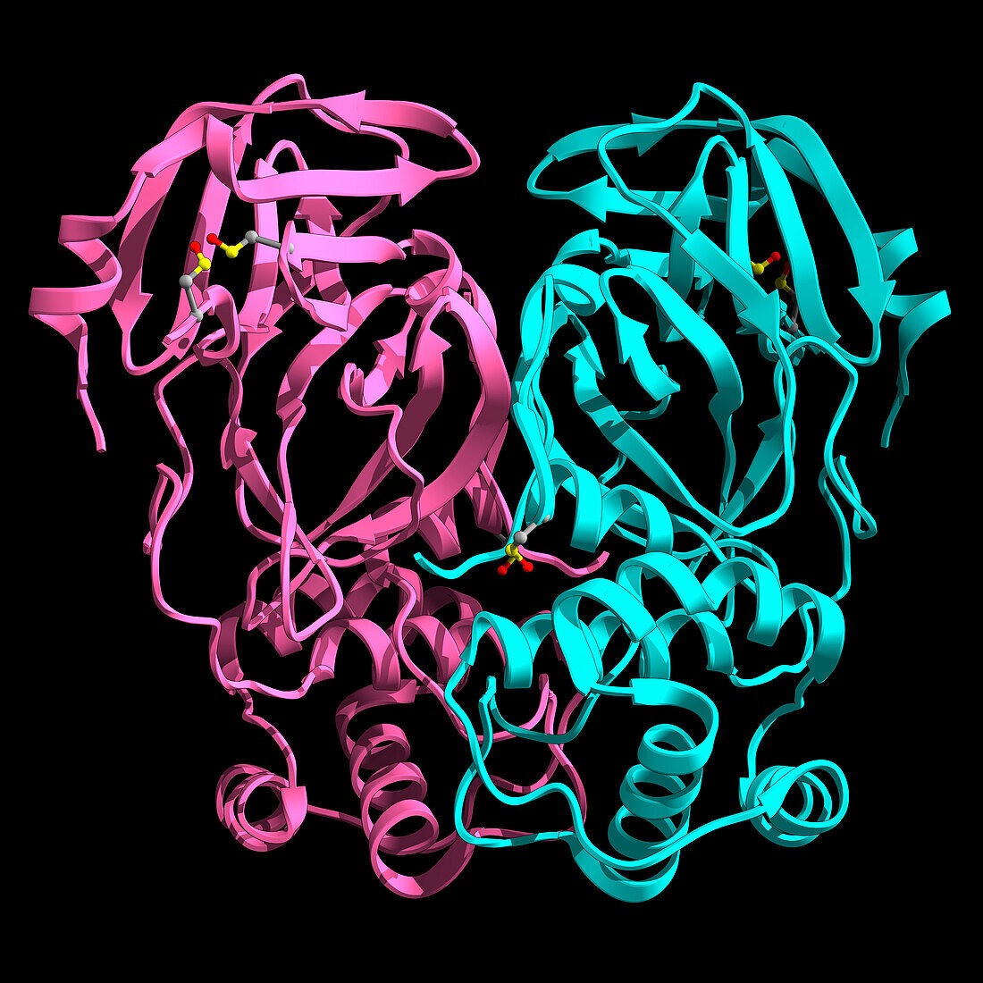 SARS-CoV-2 main protease, molecular model