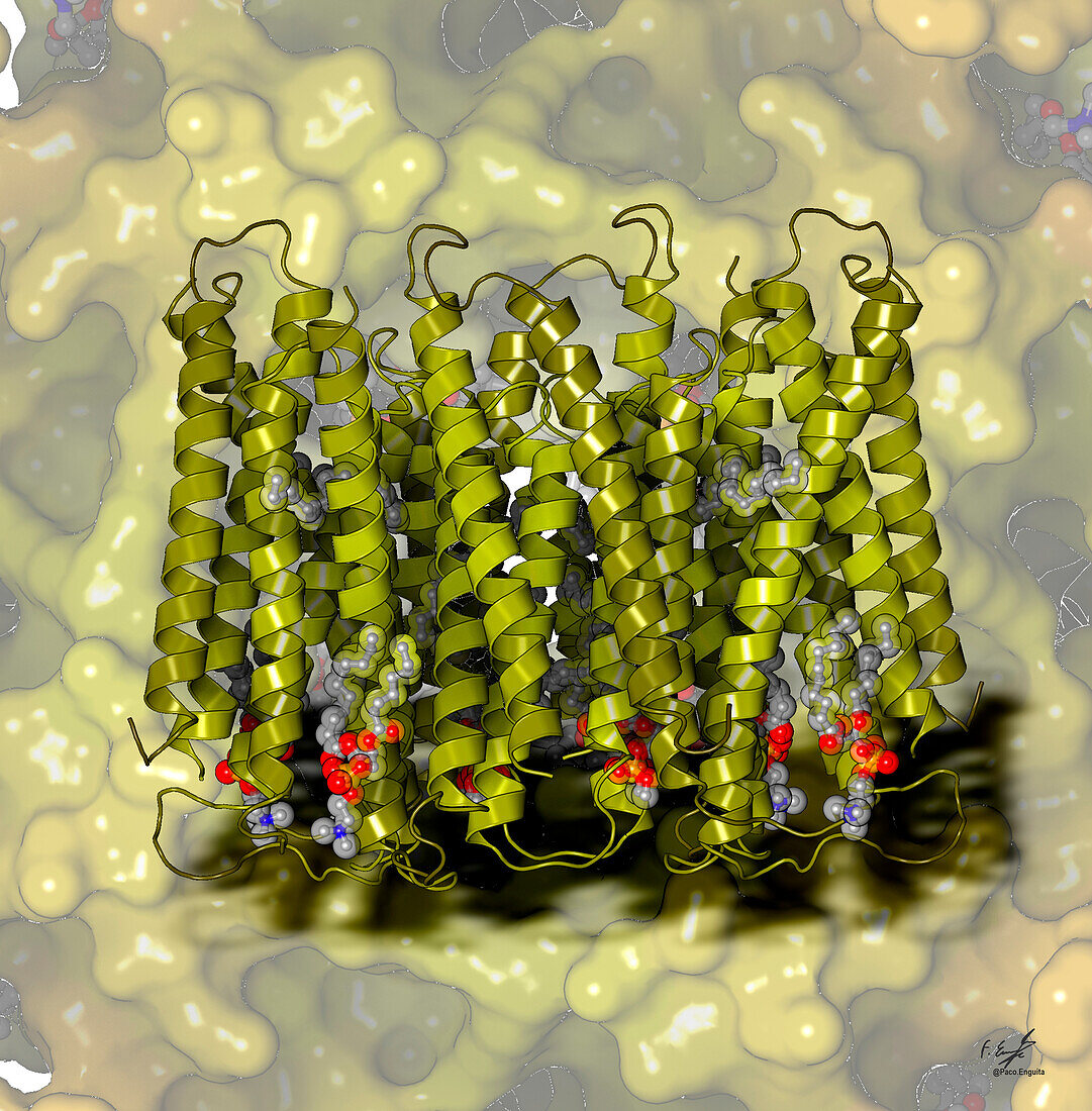 Human transmembrane protein 45A, illustration