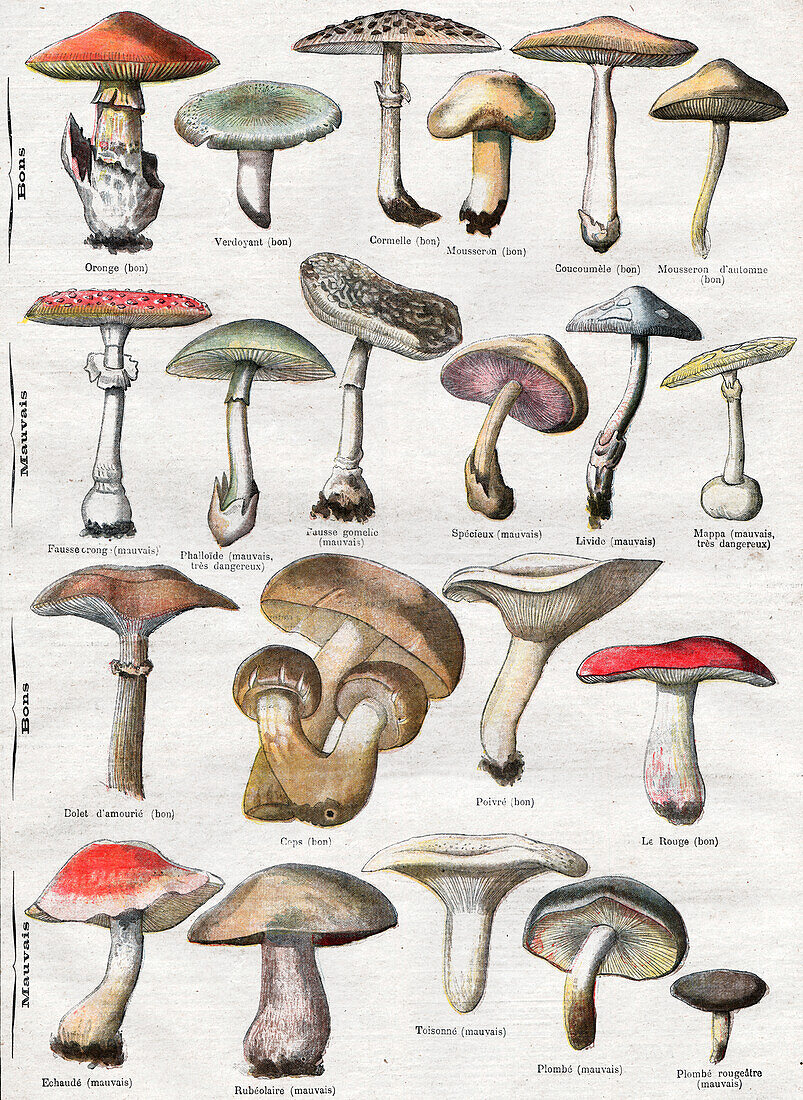 Mushrooms, illustration