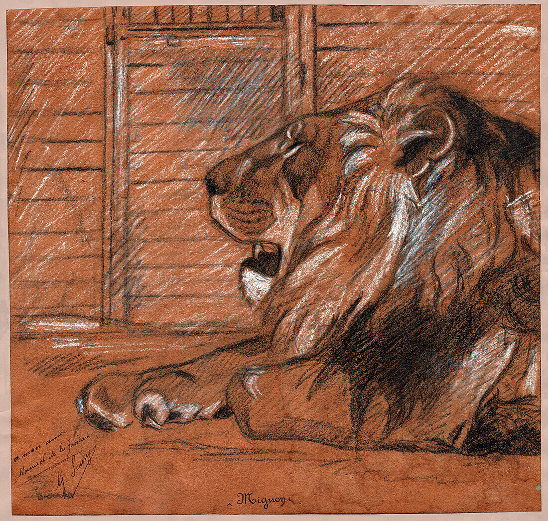 Lion in a cage, illustration