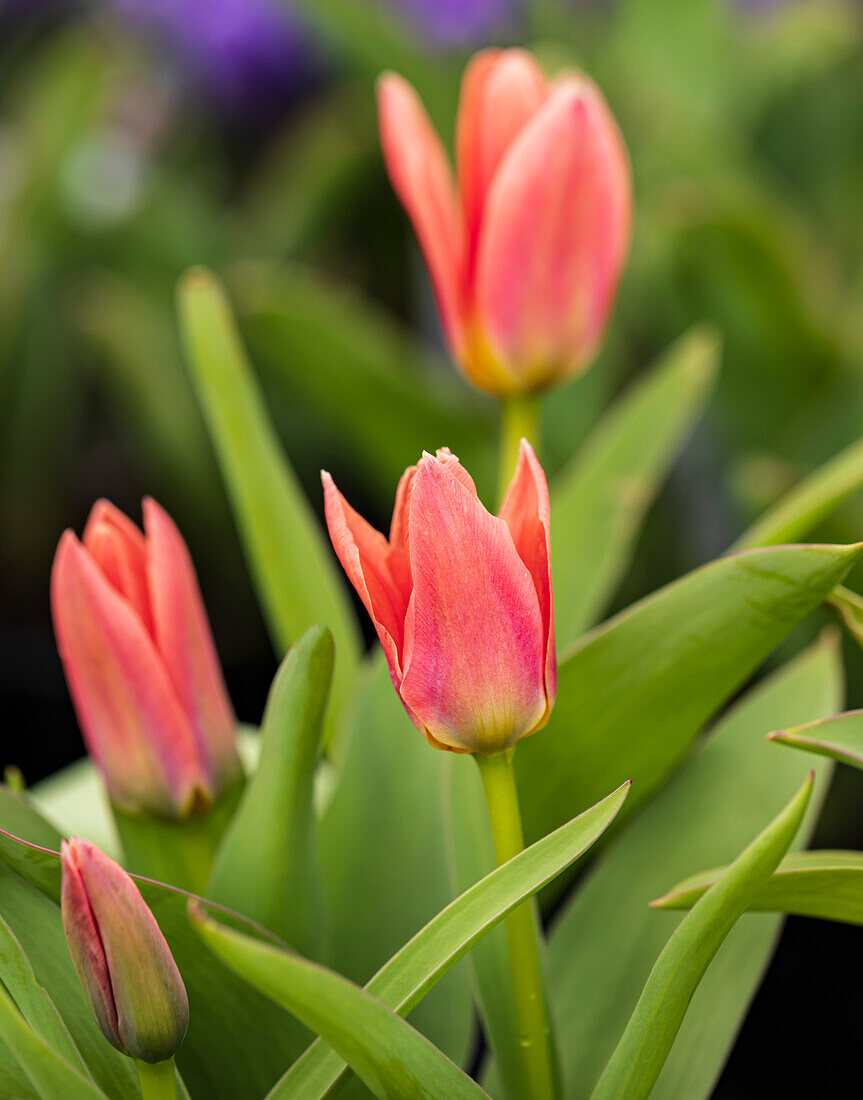Tulip (Tulipa 'Fashion') flowers
