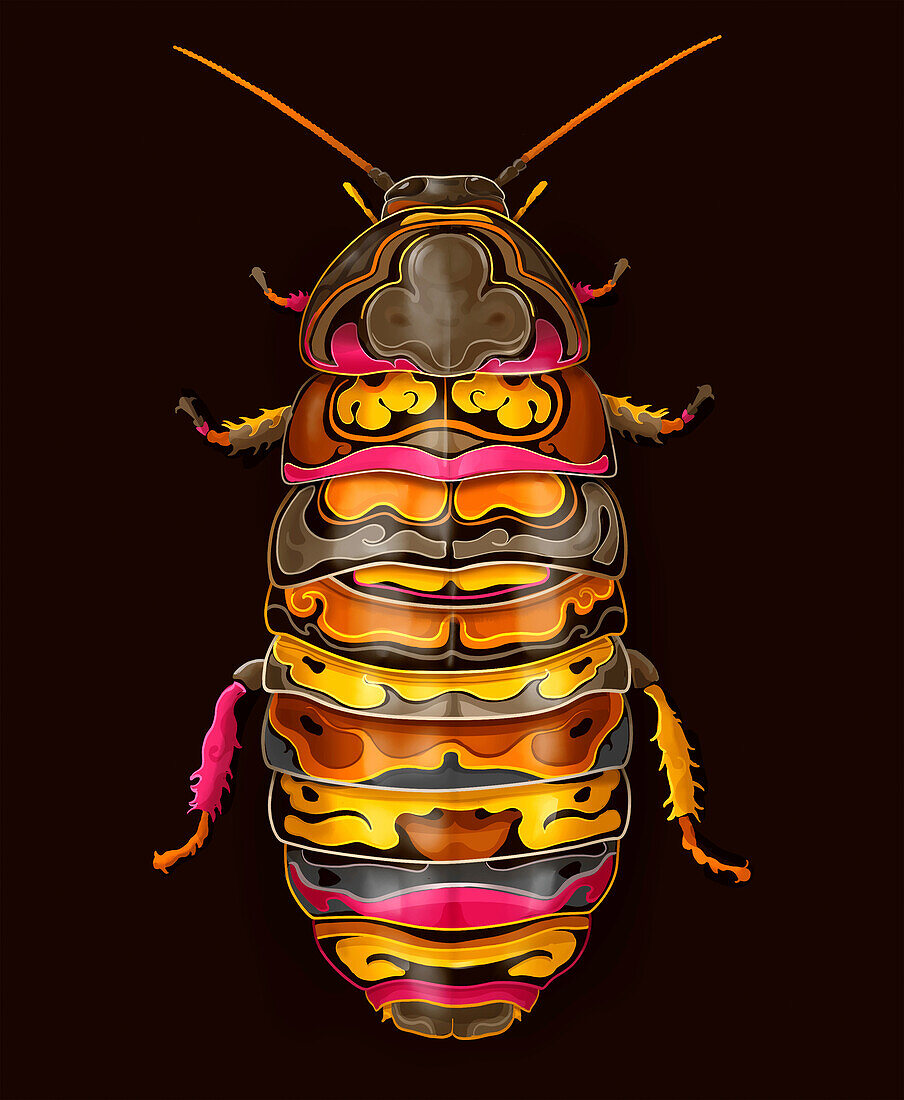 Cockroach, illustration