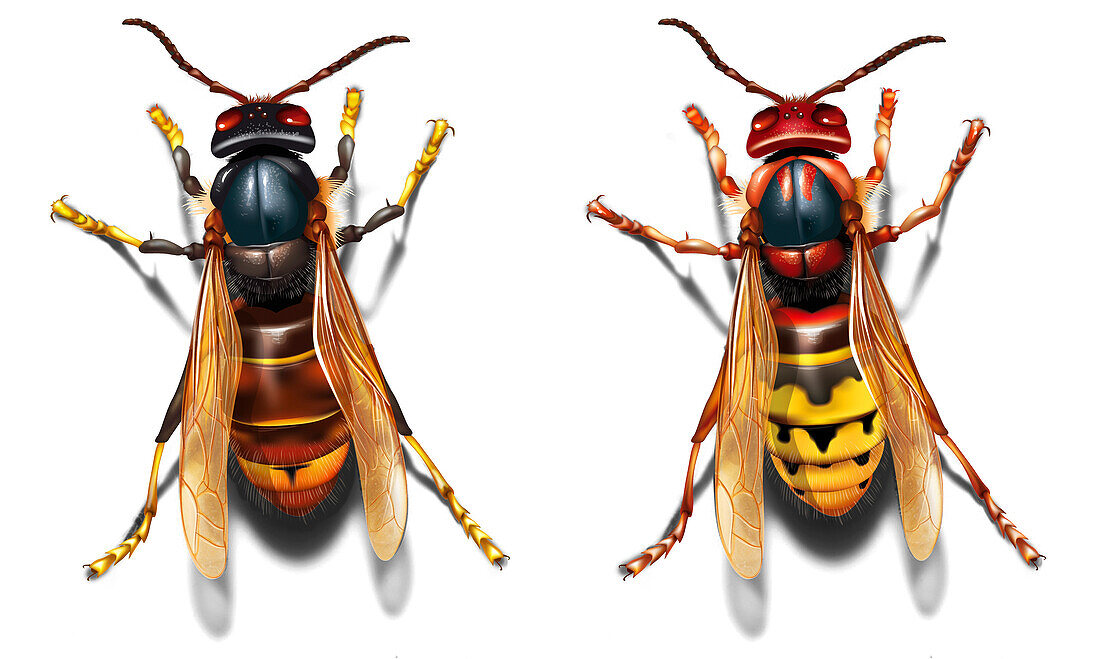 Asian and European hornets, illustration
