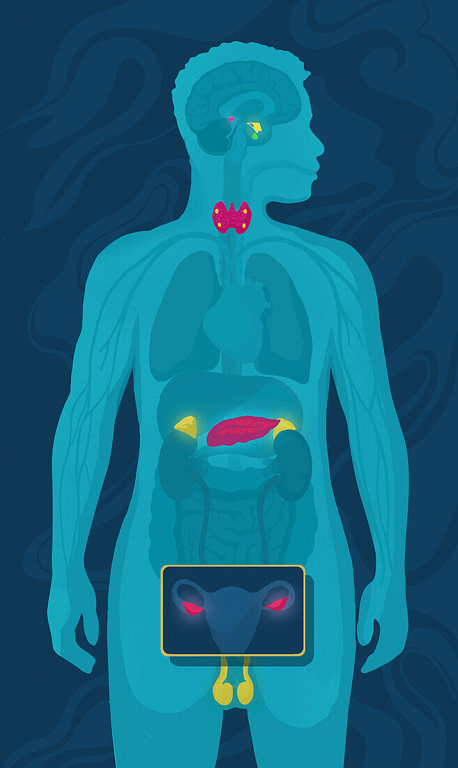 Endocrine system, conceptual illustration