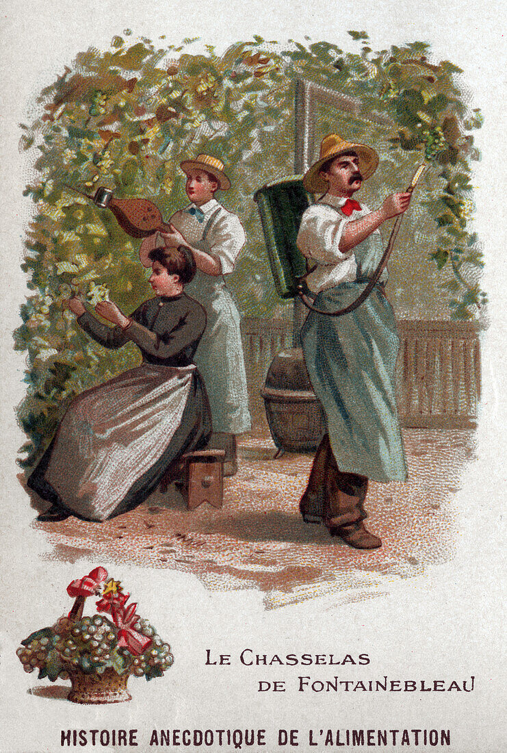 Grape farming, illustration