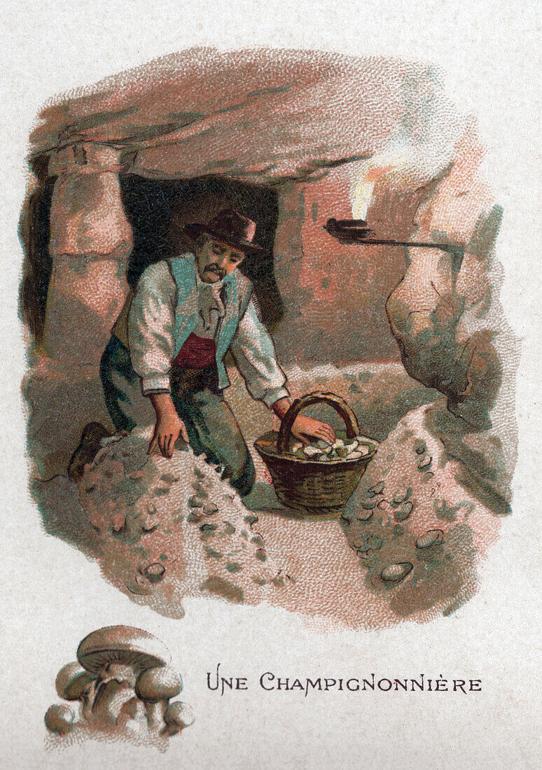 Mushroom house, illustration