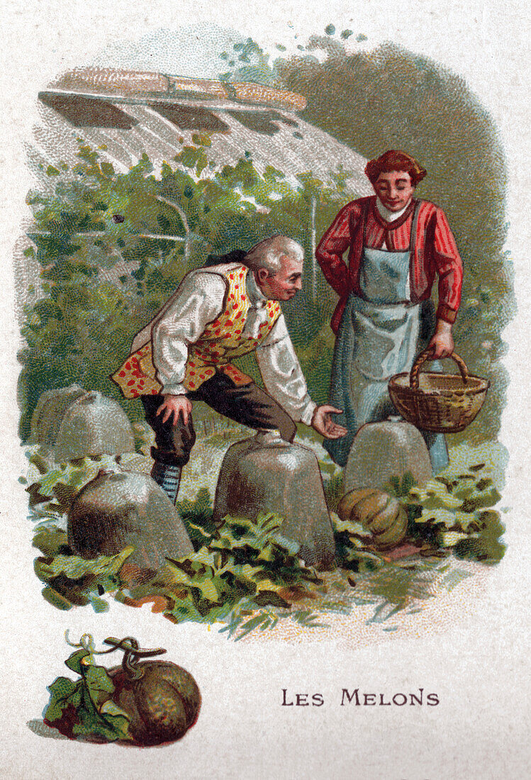 Melon in Cavaillon, illustration