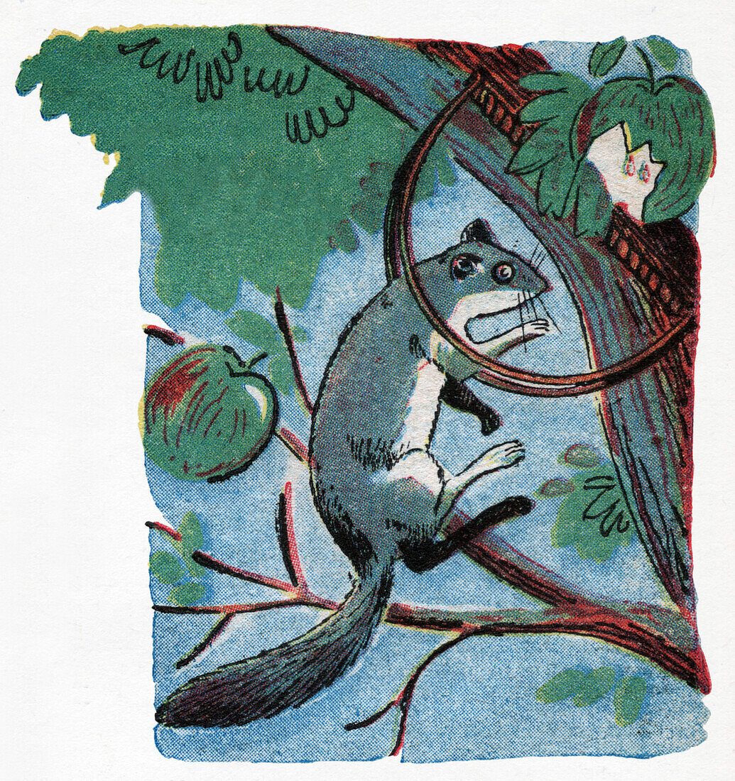 Trap for dormouse, illustration