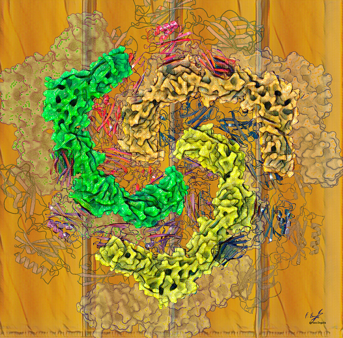 Surface-layer protein, illustration