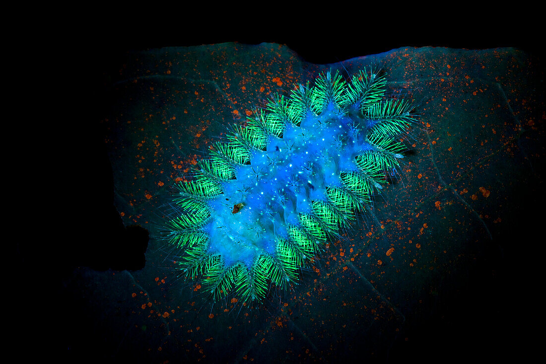 Slug caterpillar fluorescing under UV light