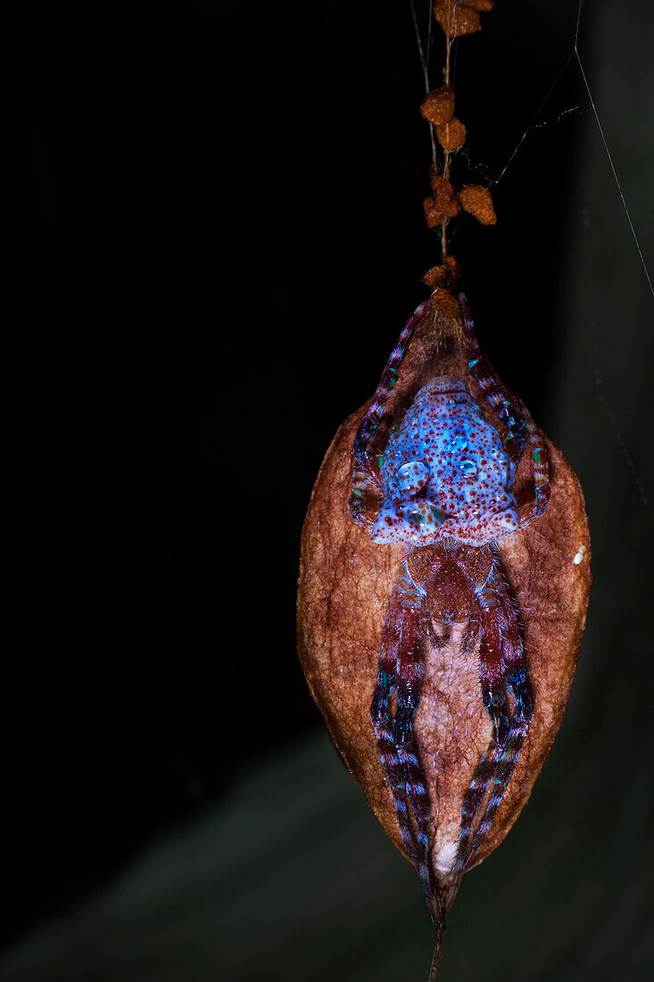 UV fluorescence of a red tent spider