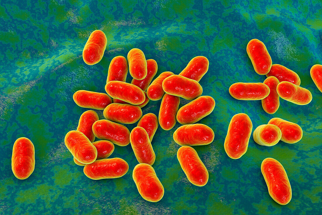 Prevotella bacteria, illustration