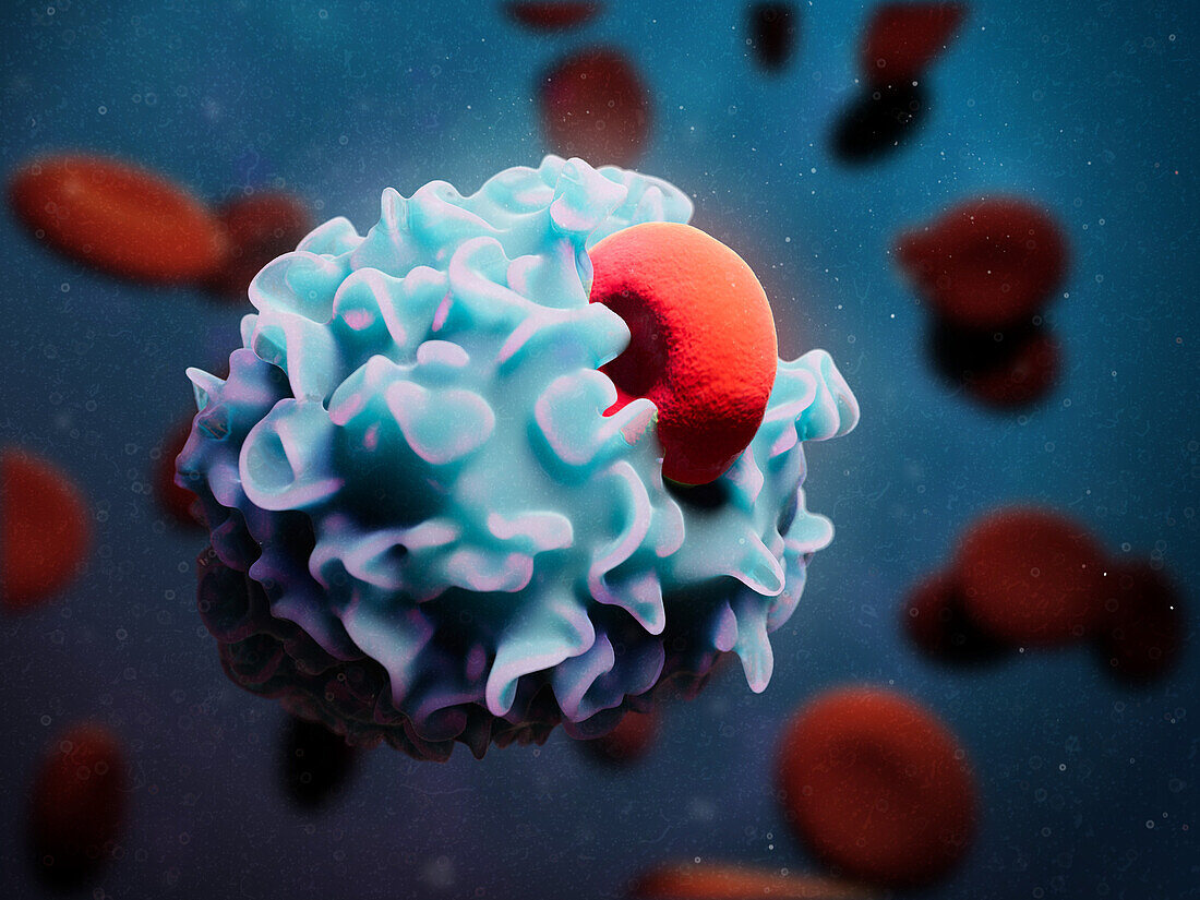 Macrophage engulfing red blood cell, illustration