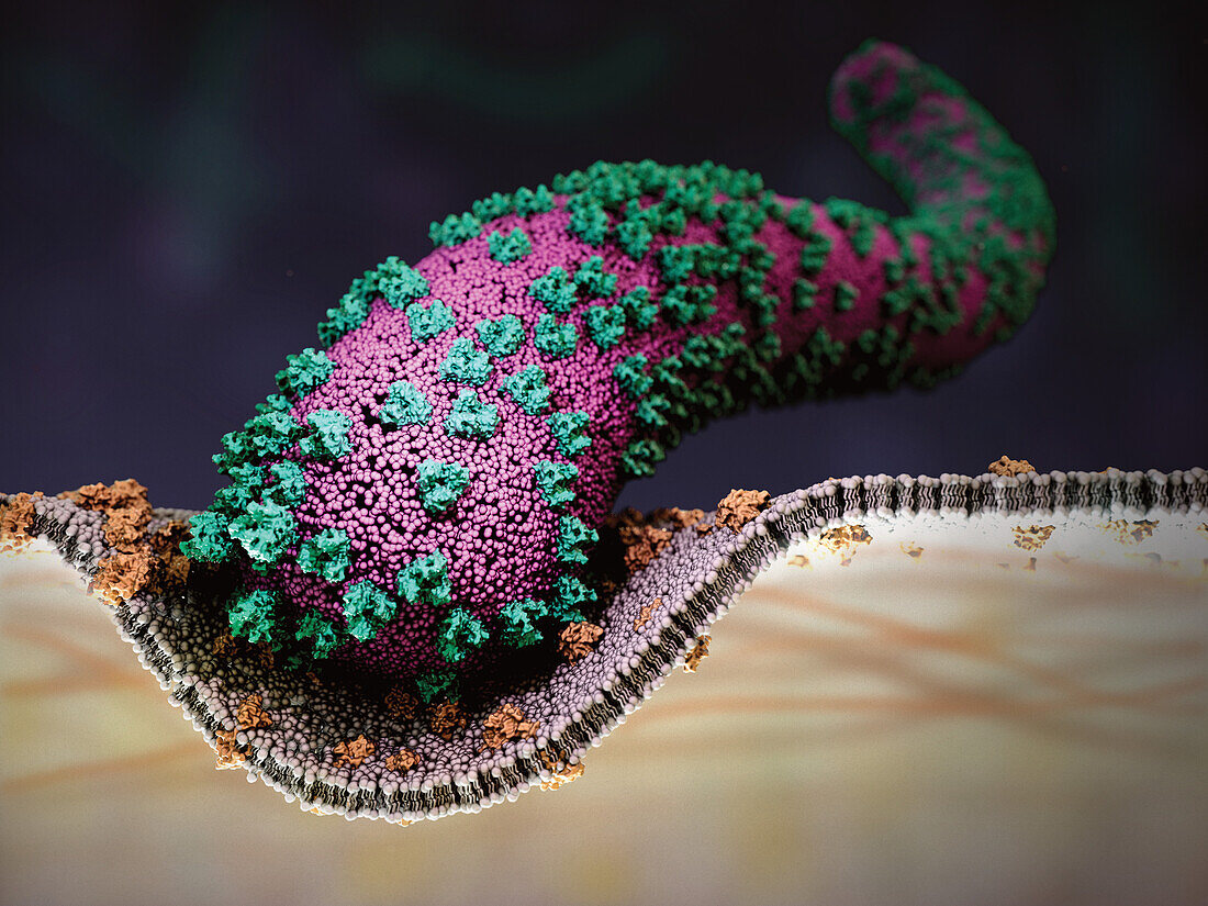 Marburg virus infecting a cell, illustration